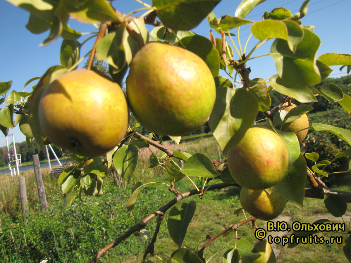 Груша Память Анзина - описание сорта и фото груш